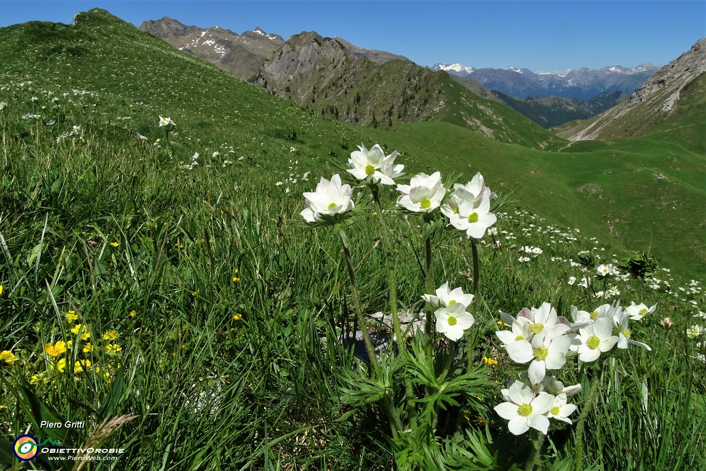 65 Distese di anemoni narcissini con vista verso il Passo Branchino.JPG